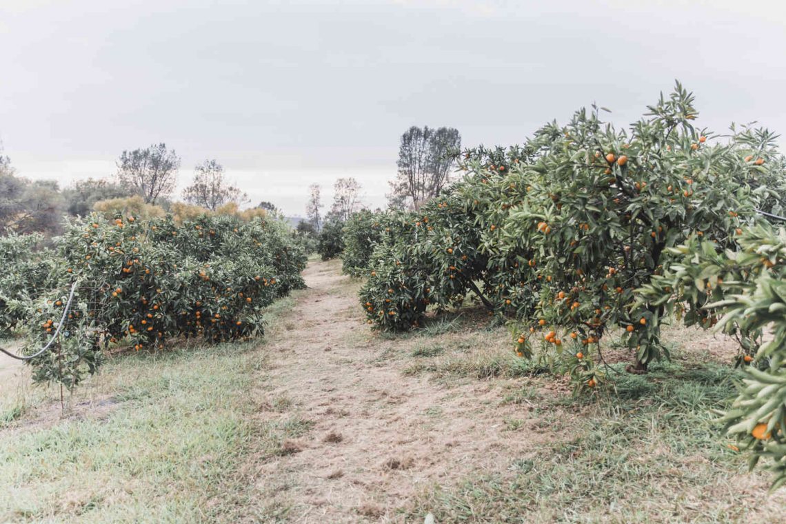 Mandarin Picking Near Sacramento Salt Harvest Creatives