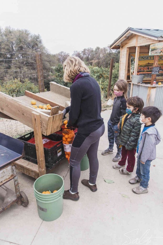 Mandarin Picking Near Sacramento Salt Harvest Creatives