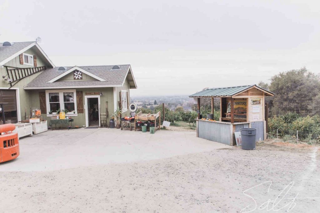 Mandarin Picking Near Sacramento Salt Harvest Creatives