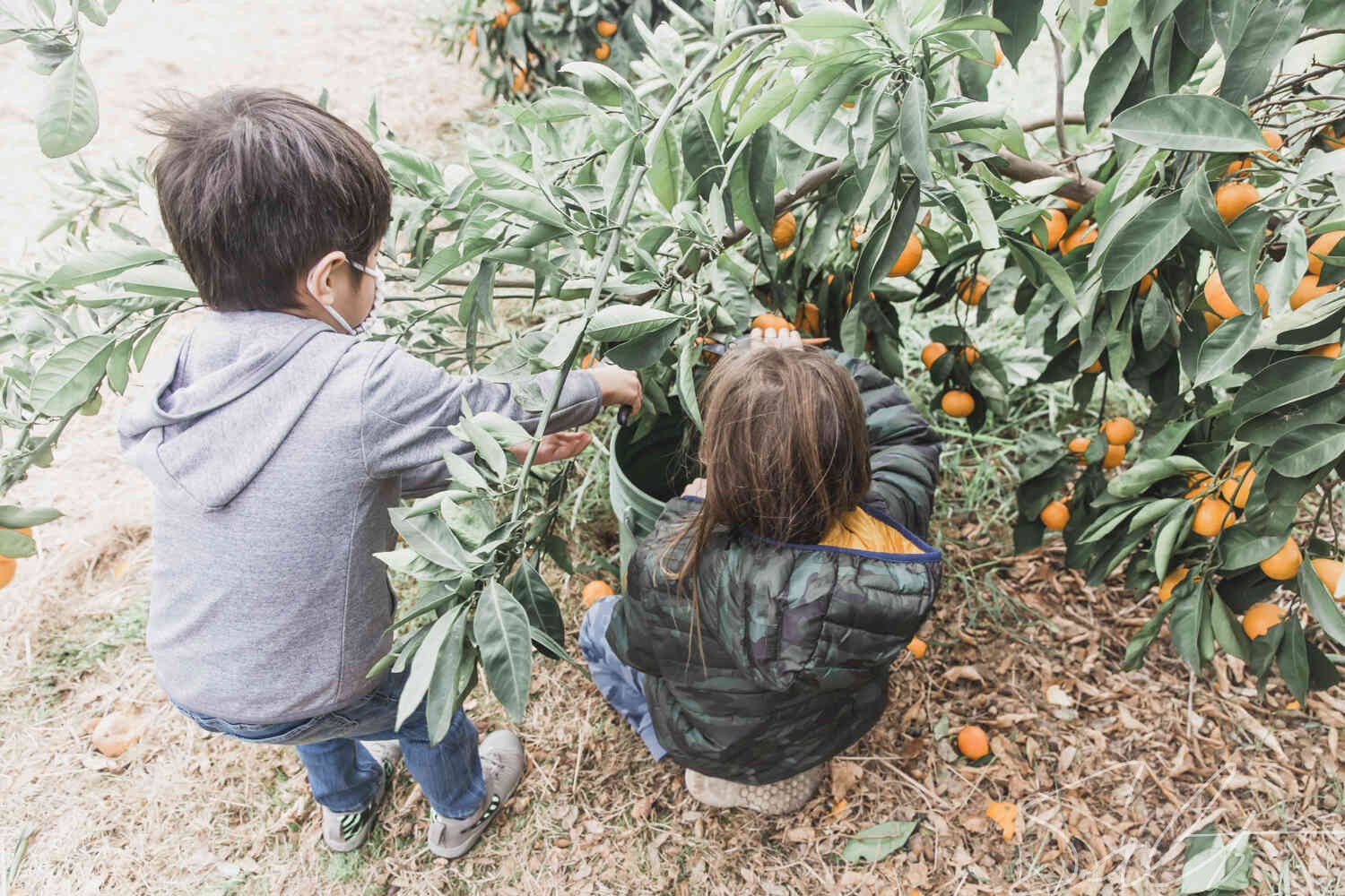 Mandarin Picking Near Sacramento Salt Harvest Creatives