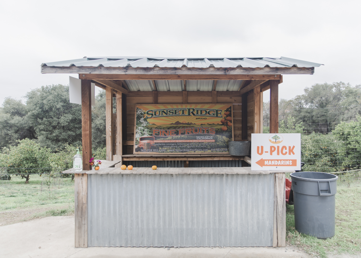 Mandarin Picking Near Sacramento Salt Harvest Creatives